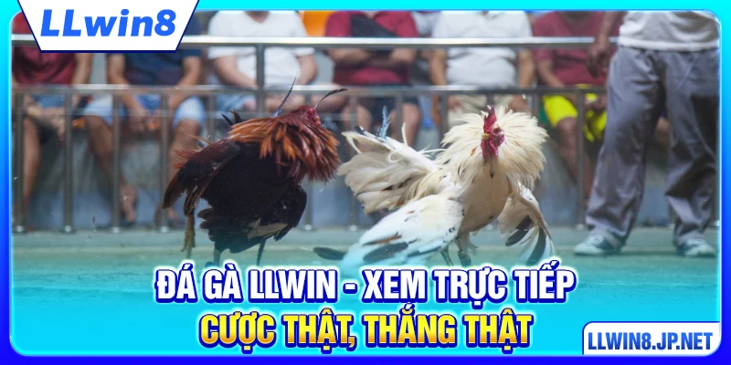 Đá Gà LLWIN