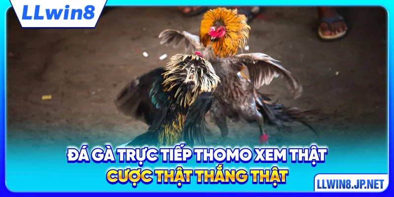 Đá Gà Trực Tiếp Thomo
