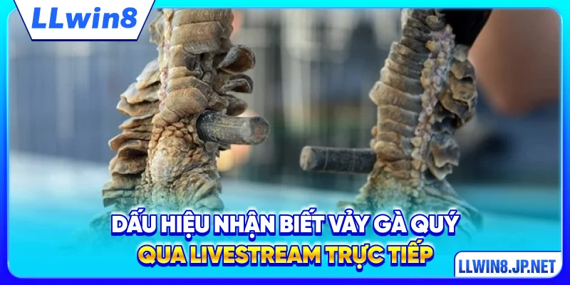 Dấu hiệu nhận biết vảy gà quý qua livestream trực tiếp
