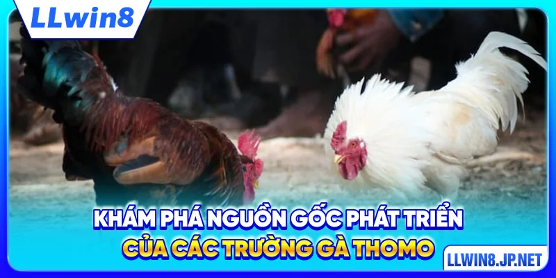 Khám phá nguồn gốc phát triển của các trường gà Thomo