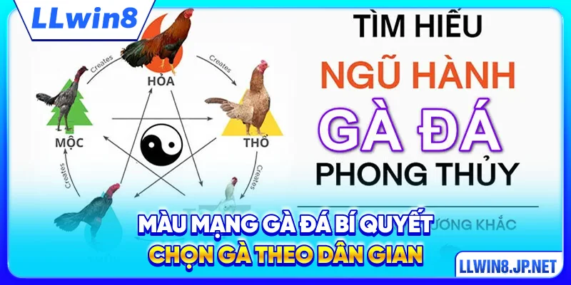 Màu Mạng Gà Đá
