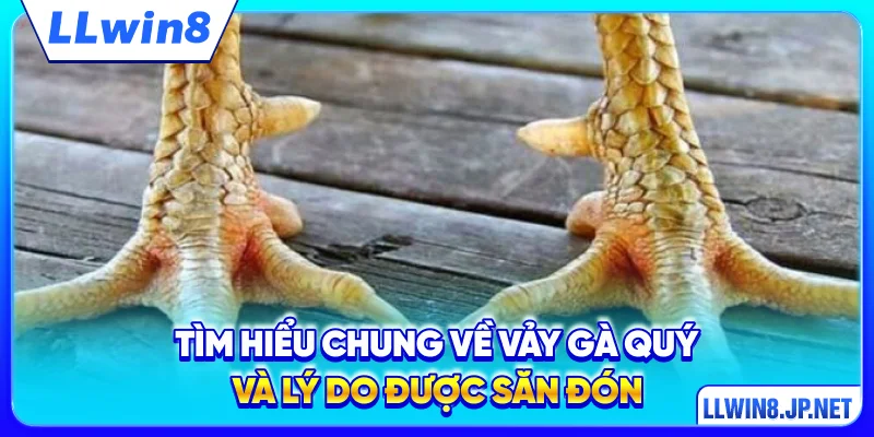 Tìm hiểu chung về vảy gà quý và lý do được săn đón