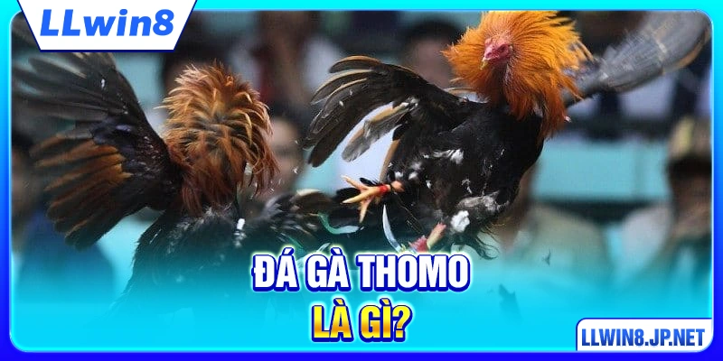Đá gà Thomo là gì?