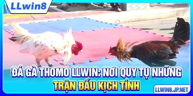 Đá Gà Thomo LLWIN