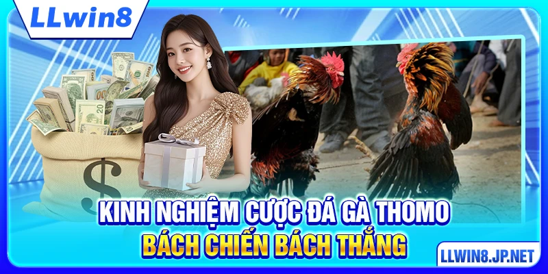 Kinh nghiệm cược đá gà Thomo bách chiến bách thắng